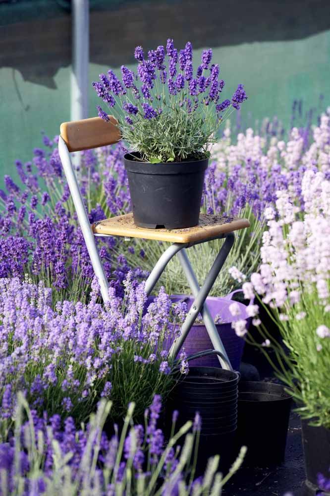 Flores: 101 Tipos e Espécies Para Colorir o Seu Jardim