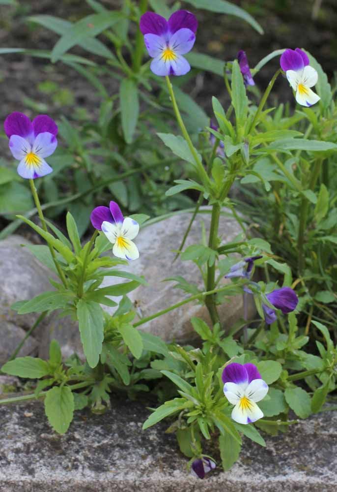 Flores: 101 Tipos e Espécies Para Colorir o Seu Jardim