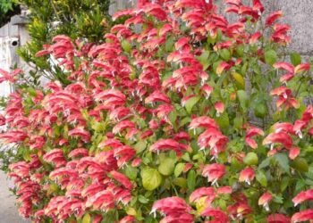 Flores: 101 espécies para colorir, decorar e perfumar o seu jardim