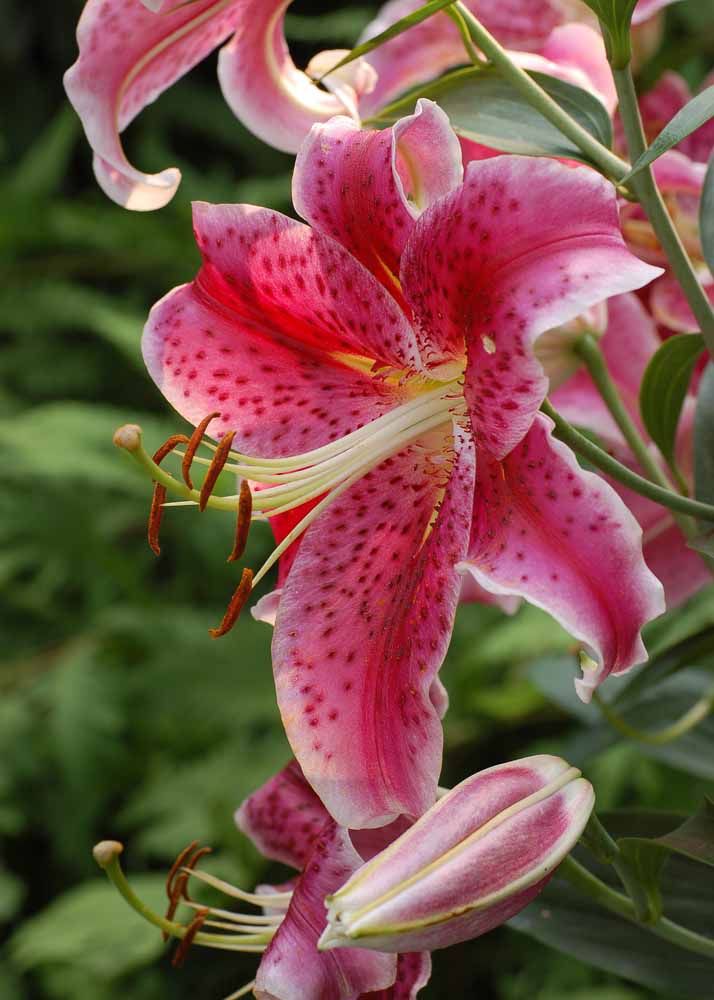 Flores: 101 Tipos e Espécies Para Colorir o Seu Jardim