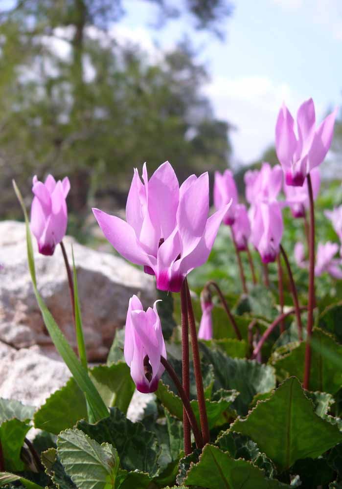 Flores: 101 Tipos e Espécies Para Colorir o Seu Jardim