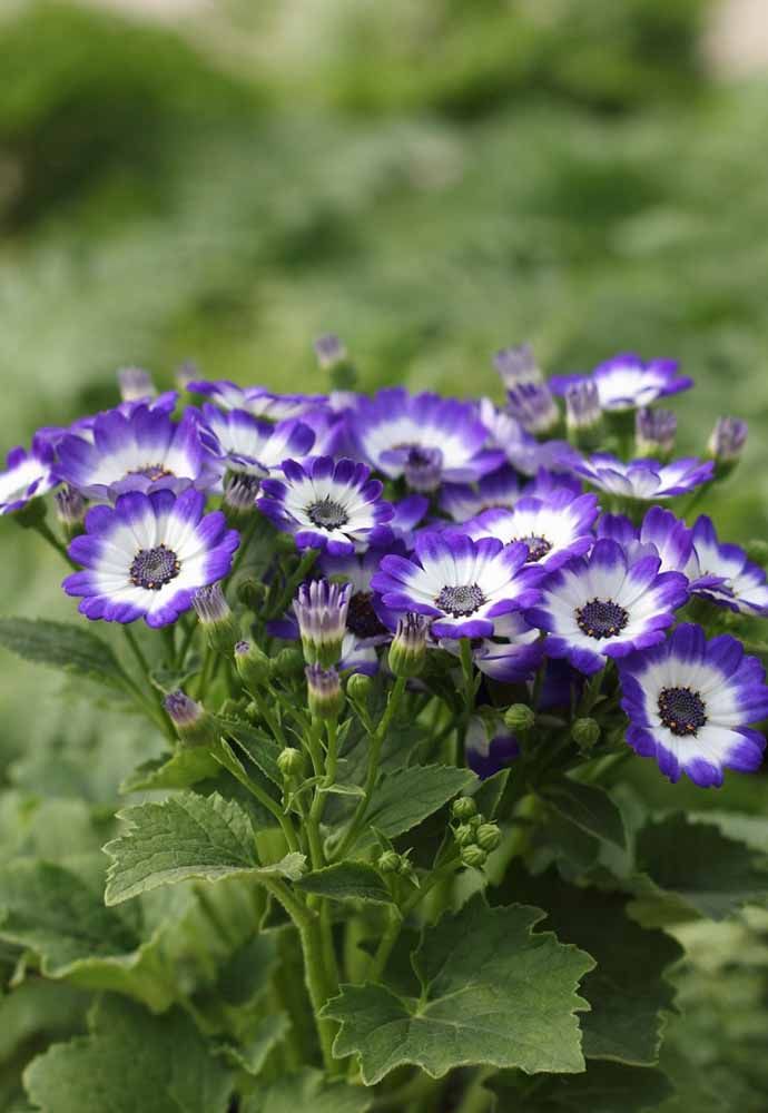 Flores: 101 Tipos e Espécies Para Colorir o Seu Jardim