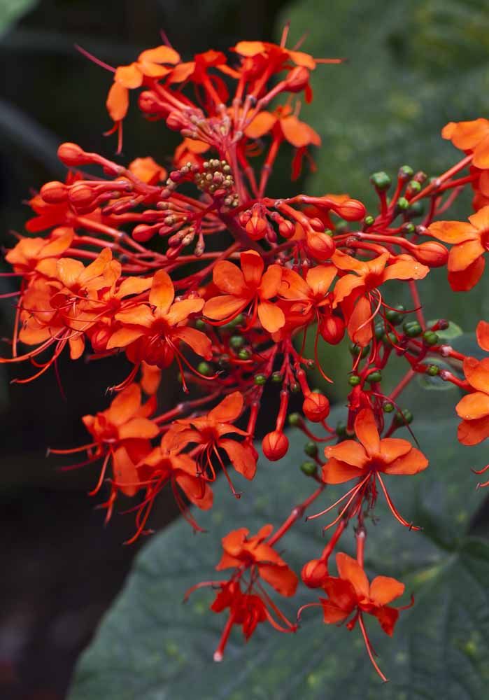 Flores: 101 Tipos e Espécies Para Colorir o Seu Jardim