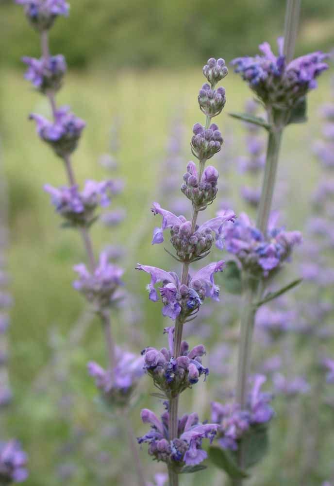 Flores: 101 Tipos e Espécies Para Colorir o Seu Jardim