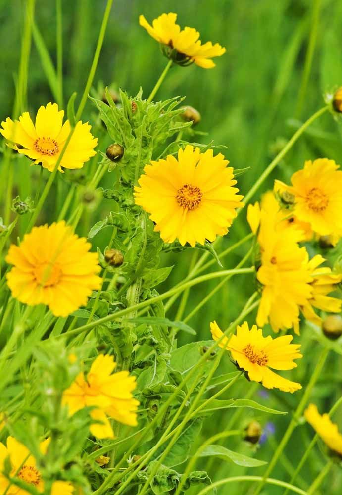 Flores: 101 Tipos e Espécies Para Colorir o Seu Jardim