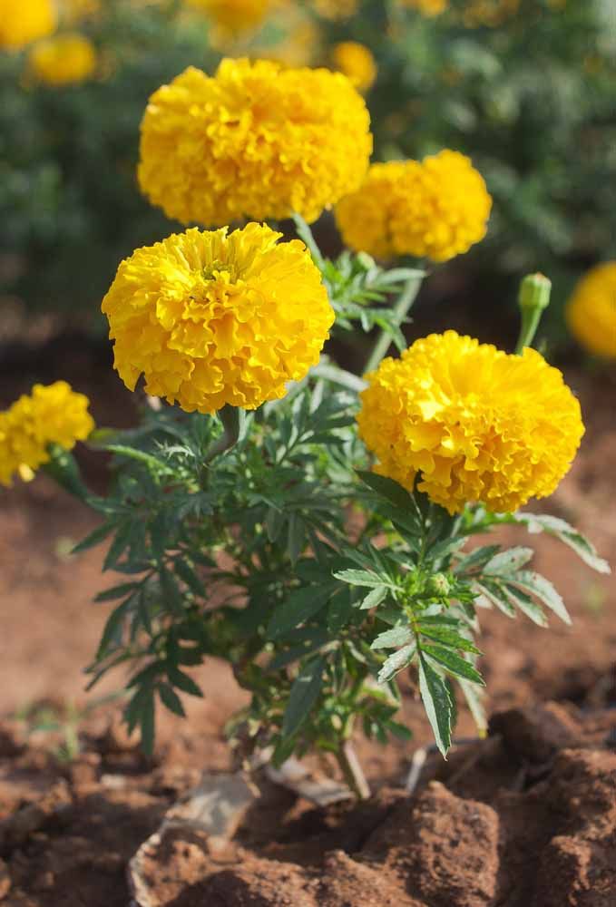 Flores: 101 Tipos e Espécies Para Colorir o Seu Jardim