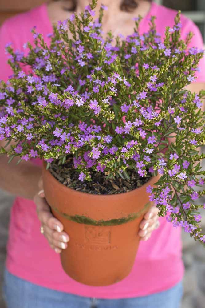 Flores: 101 Tipos e Espécies Para Colorir o Seu Jardim