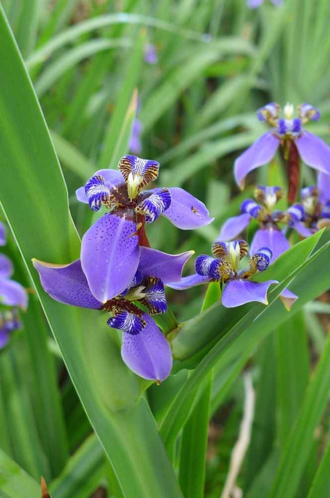 Flores: 101 Tipos e Espécies Para Colorir o Seu Jardim