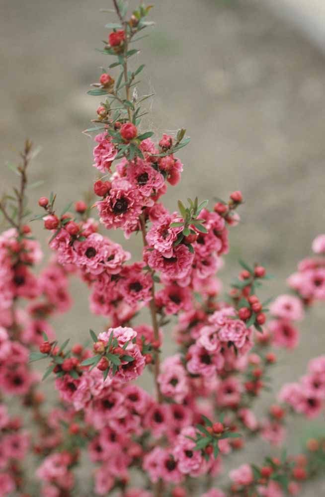 Flores: 101 Tipos e Espécies Para Colorir o Seu Jardim