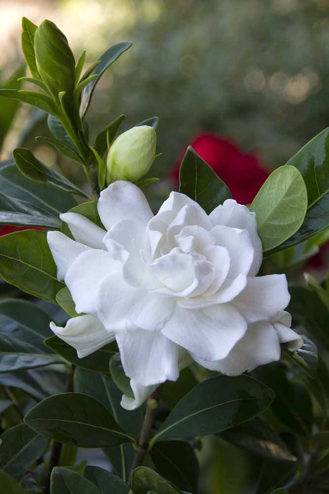 Flores: 101 Tipos e Espécies Para Colorir o Seu Jardim