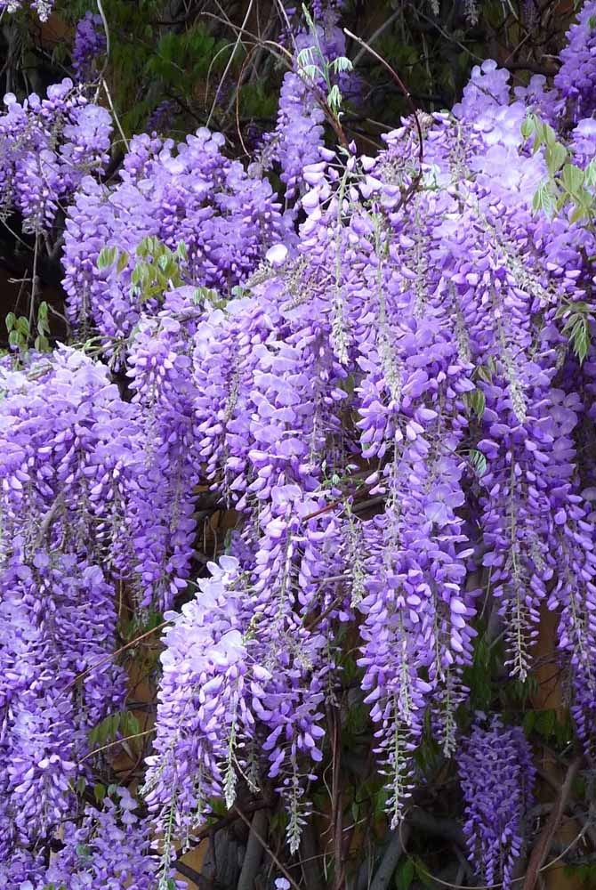 Flores: 101 Tipos e Espécies Para Colorir o Seu Jardim