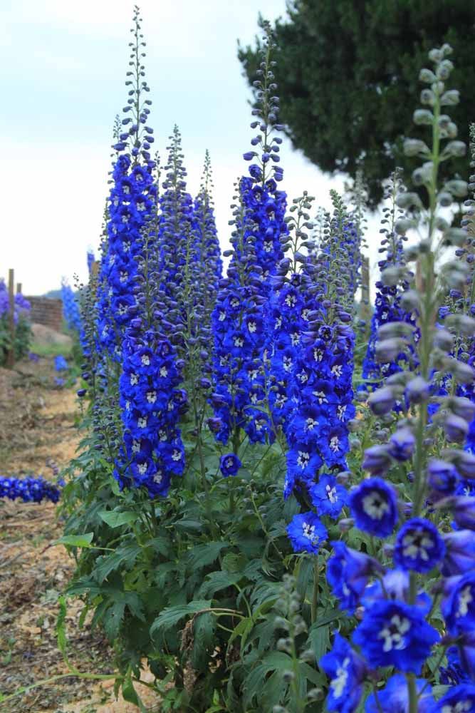 Flores: 101 Tipos e Espécies Para Colorir o Seu Jardim