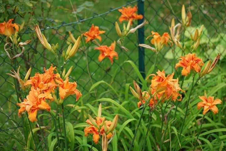 Flores: 101 Tipos e Espécies Para Colorir o Seu Jardim