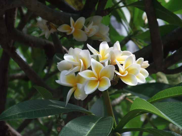 Flores: 101 Tipos e Espécies Para Colorir o Seu Jardim