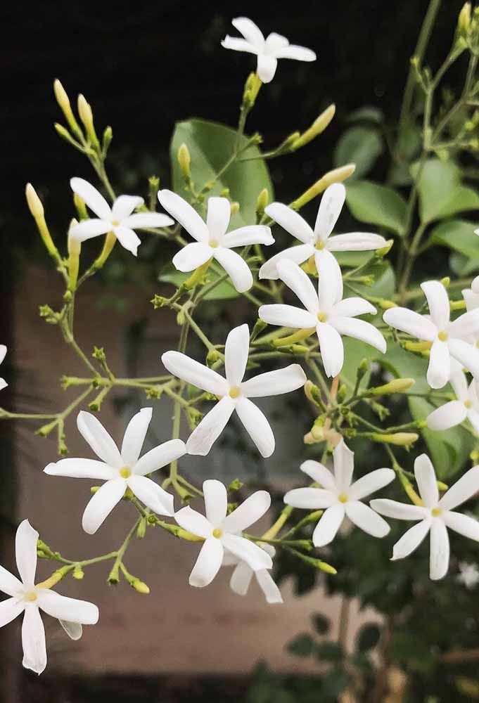 Flores: 101 Tipos e Espécies Para Colorir o Seu Jardim