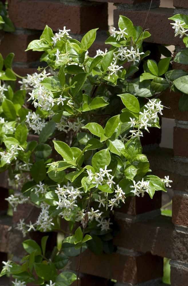 Flores: 101 Tipos e Espécies Para Colorir o Seu Jardim