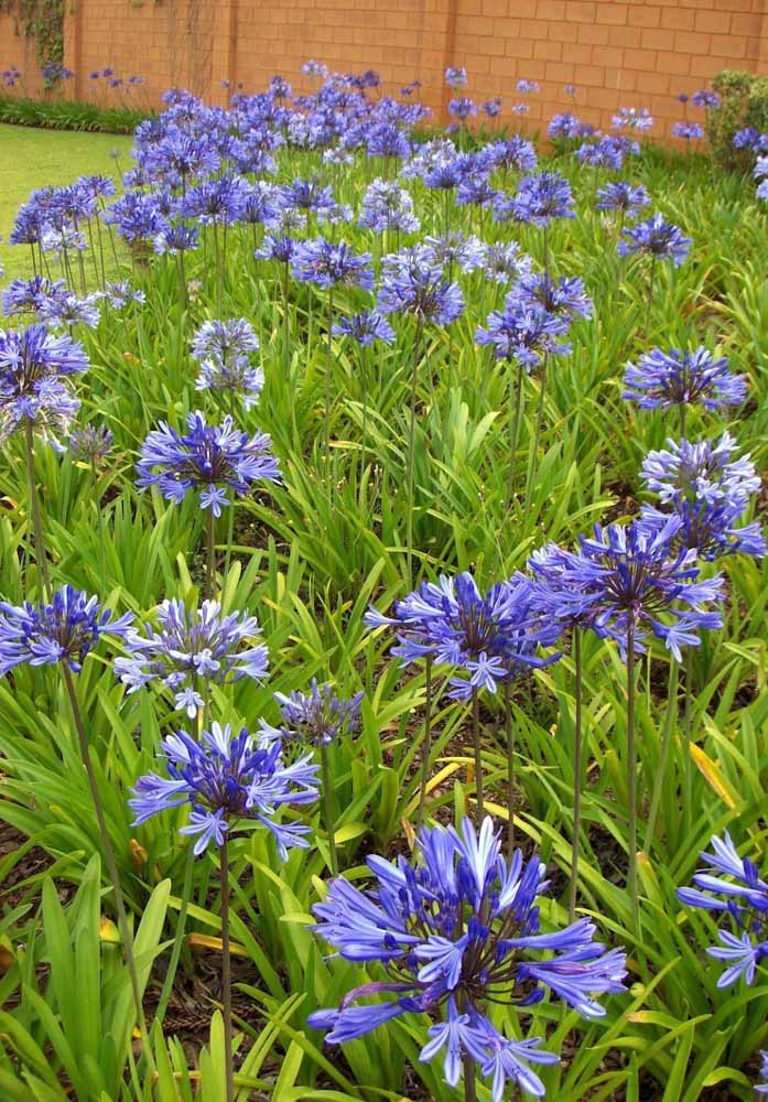 Flores: 101 Tipos e Espécies Para Colorir o Seu Jardim