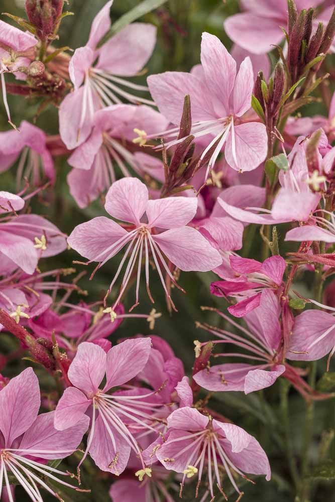 Flores: 101 Tipos e Espécies Para Colorir o Seu Jardim