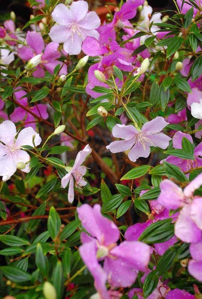 Flores: 101 Tipos e Espécies Para Colorir o Seu Jardim