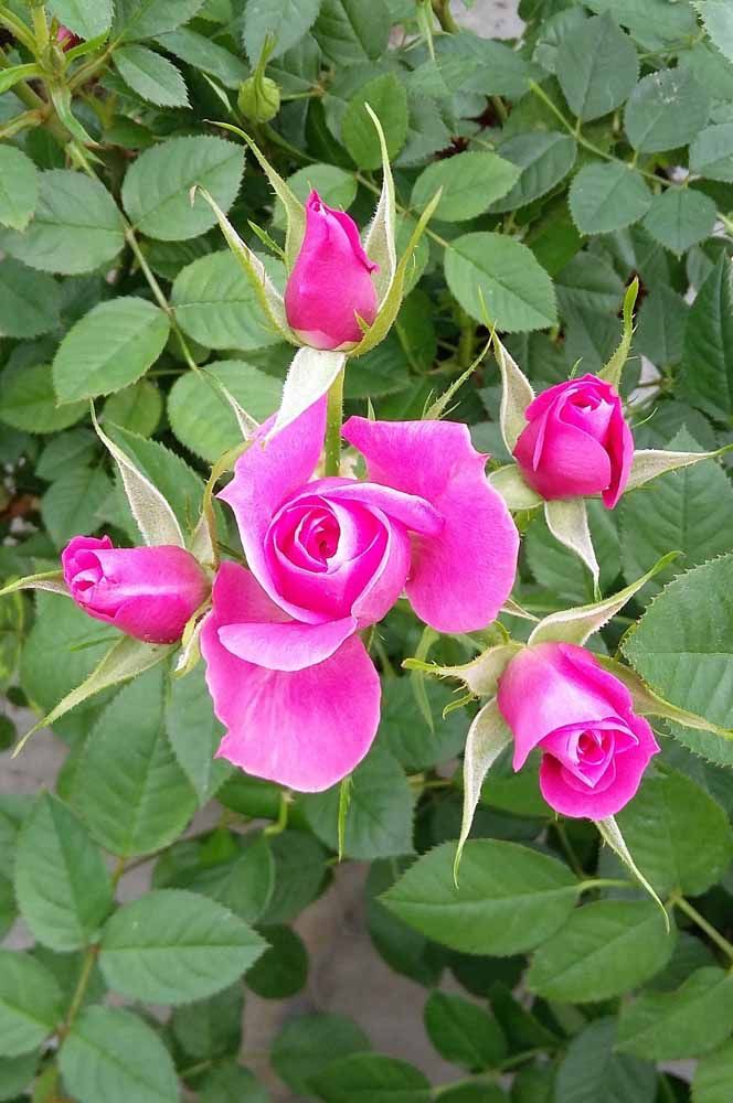 Flores: 101 Tipos e Espécies Para Colorir o Seu Jardim