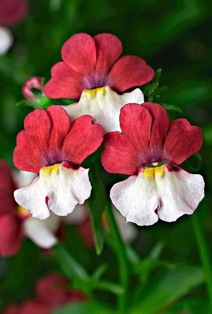 Nemésia: uma flor e muitas cores