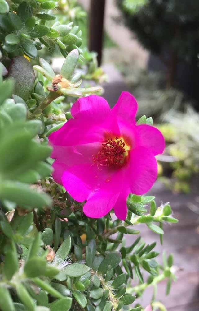Flores: 101 Tipos e Espécies Para Colorir o Seu Jardim