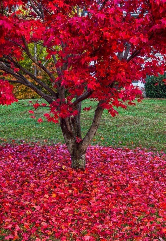 Árvore Para Jardim: Como Escolher, Espécies e Dicas Com Fotos