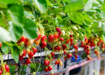 Como plantar morango vasos