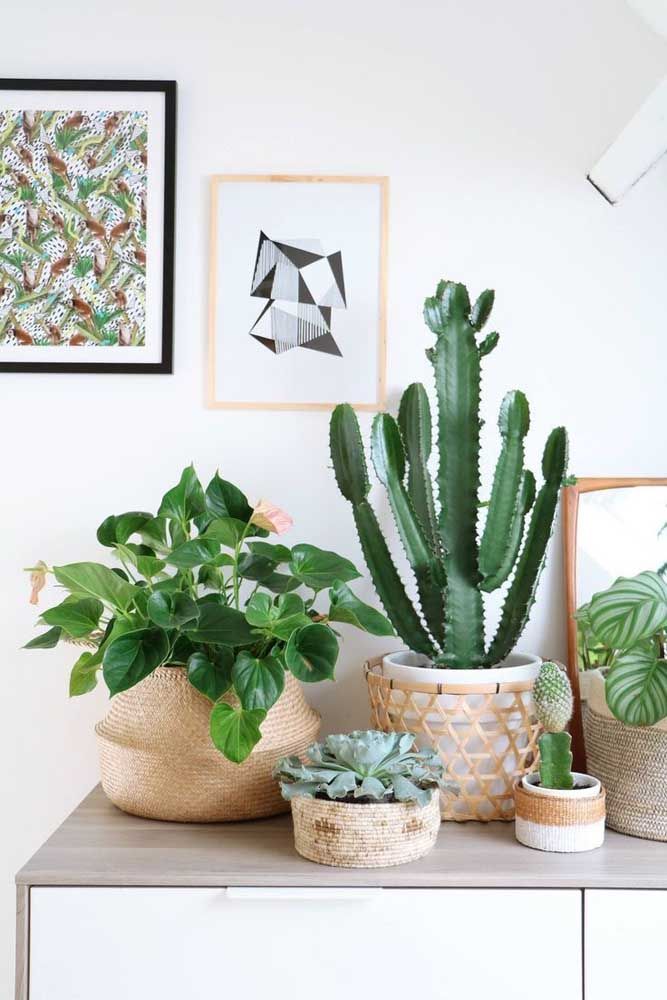 Tipos de Cactos: 25 Tipos e 73 Fotos Para Decoração Da Casa