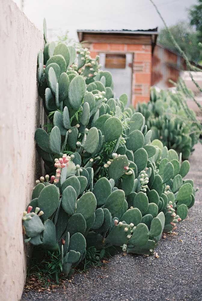 Tipos de Cactos: 25 Tipos e 73 Fotos Para Decoração Da Casa