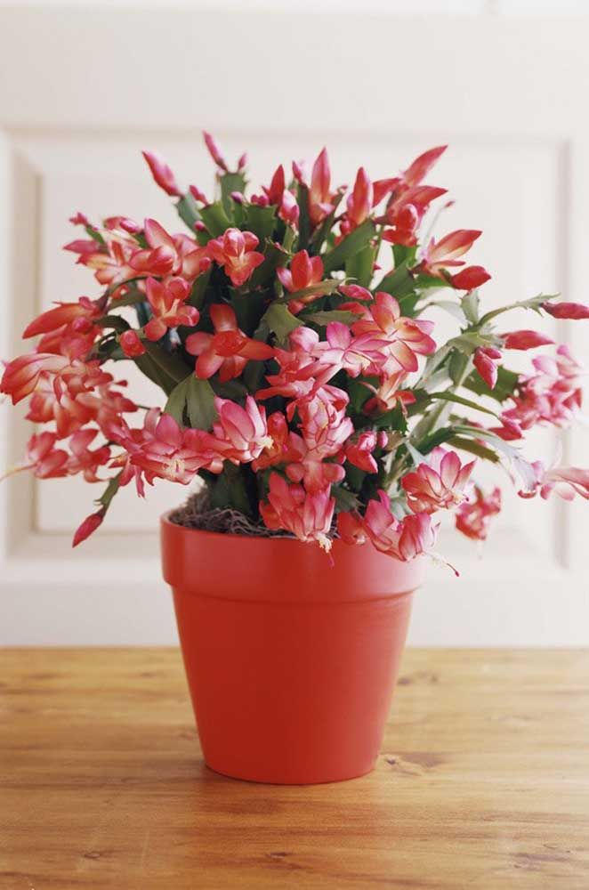 Extremamente decorativa, a Flor de Maio é uma bela espécie de cacto para cultivar em casa