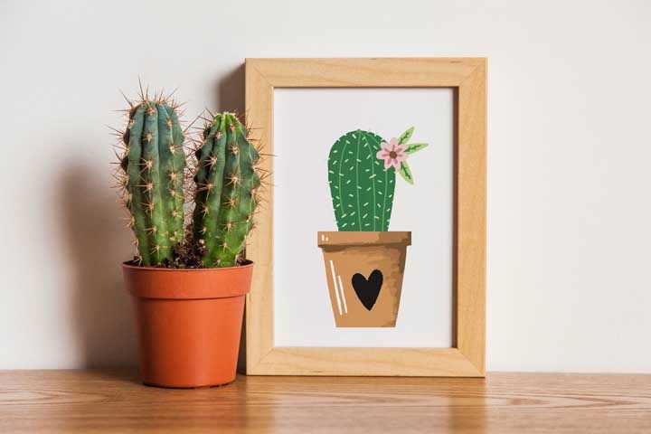 Tipos de Cactos: 25 Tipos e 73 Fotos Para Decoração Da Casa