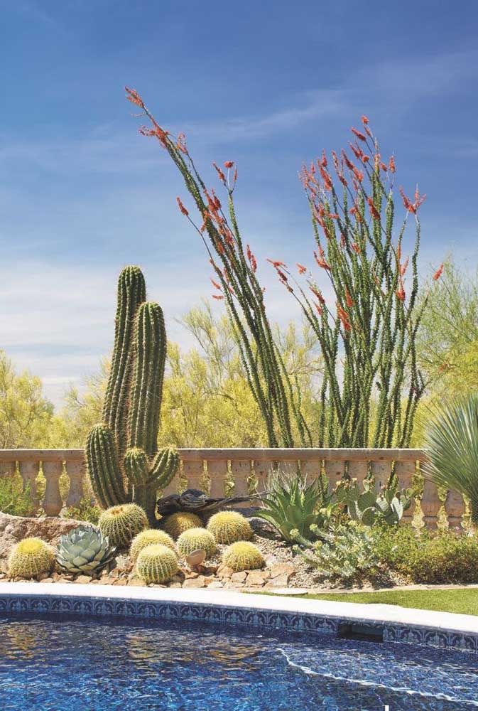 Na beira da piscina, o cacto Saguaro absorve toda a luz e o calor do sol
