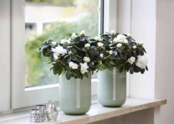 Azaleia: curiosidades, como cuidar e 60 ideias na decoração