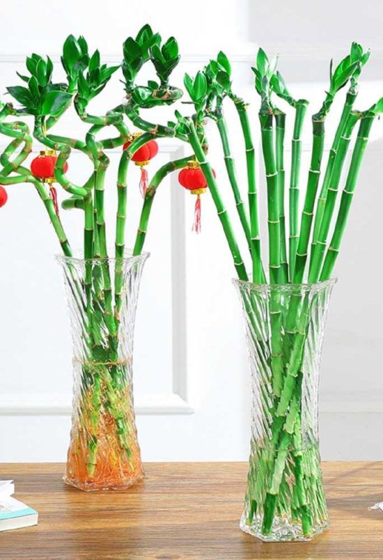Bambu da Sorte O que é, Cuidados, Dicas e Fotos de Decoração