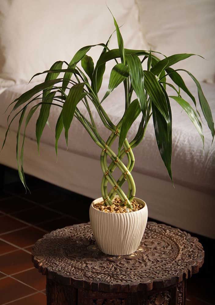 Se a opção for plantar o bambu da sorte diretamente na terra capriche na escolha do vaso, uma boa opção são os de cerâmica