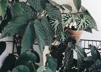 Begônia: tipos, como cuidar e ideias de decoração para sua casa