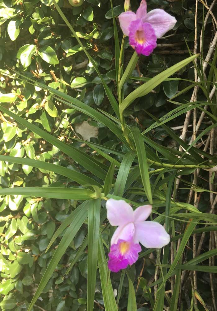 Orquídea Arundina: essa espécie de orquídea também é conhecida como orquídea bambu e é originária da Ásia. Diferentemente de outras espécies, essa é uma das orquídeas que podem ser plantadas no solo