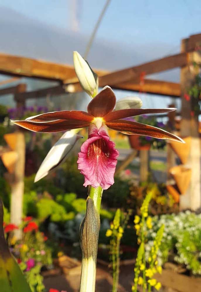 A orquídea Capuz de Freira possui ramificações altas, chegando a medir 1,8 metro, com flores abundantes que se abrem de baixo para cima
