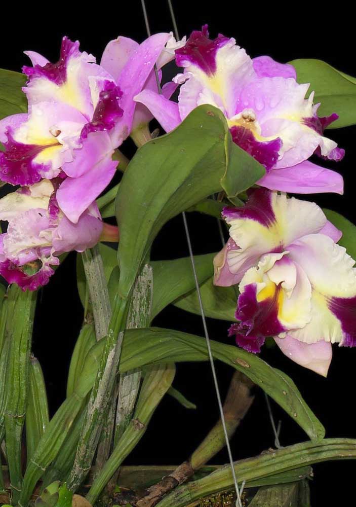 Orquídea Cattleya Haw Yuan Angel: Muito popular no Brasil, as orquídeas do gênero Cattleya possuem flores brancas, amarelas e rosadas com cerca de vinte centímetros de diâmetro cada