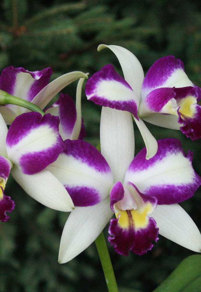 A orquídea Cattleya Haw Yuan Angel é fácil de cultivar, no entanto, floresce apenas uma vez por ano 
