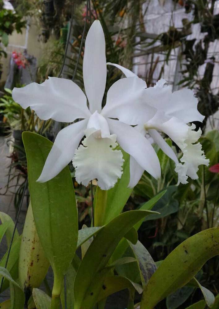 A orquídea Cattleya Haw Yuan Angel é fácil de cultivar, no entanto, floresce apenas uma vez por ano 
