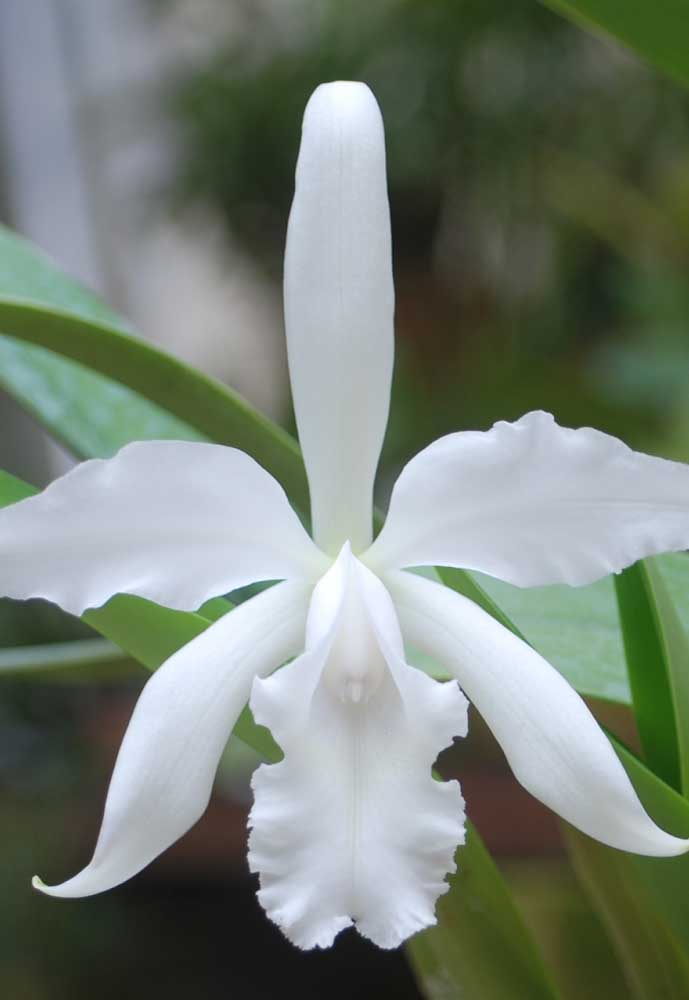 Difícil de ser encontrada a orquídea Julio Conceição é uma espécie sensível as variações climáticas e deve viver a meia sombra