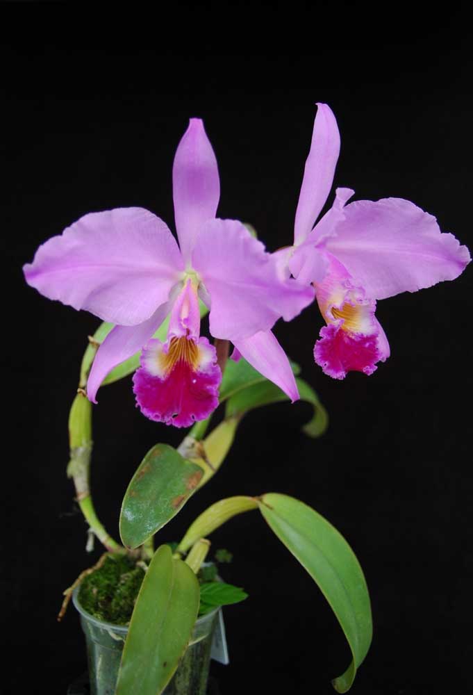 A orquídea Cattleya Labiata possui uma floração abundante e um perfume maravilhoso