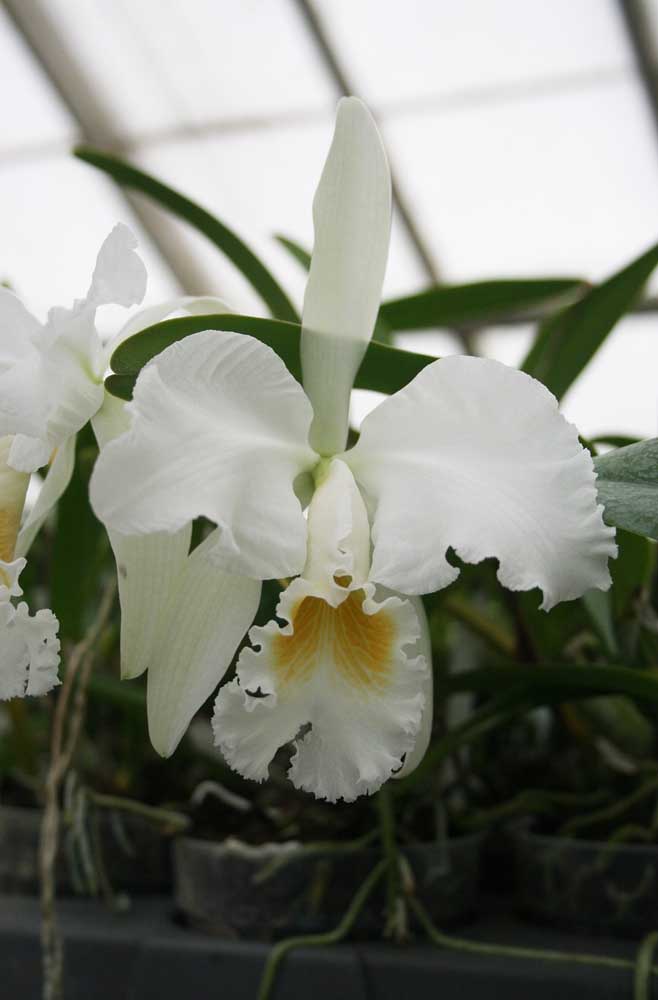 Orquídea Cattleya Mossiae: espécie natural das florestas venezuelanas. Essa orquídea de pequeno porte surpreende pela exuberância de suas flores brancas mescladas no centro com cores que vão do amarelo ao roxo