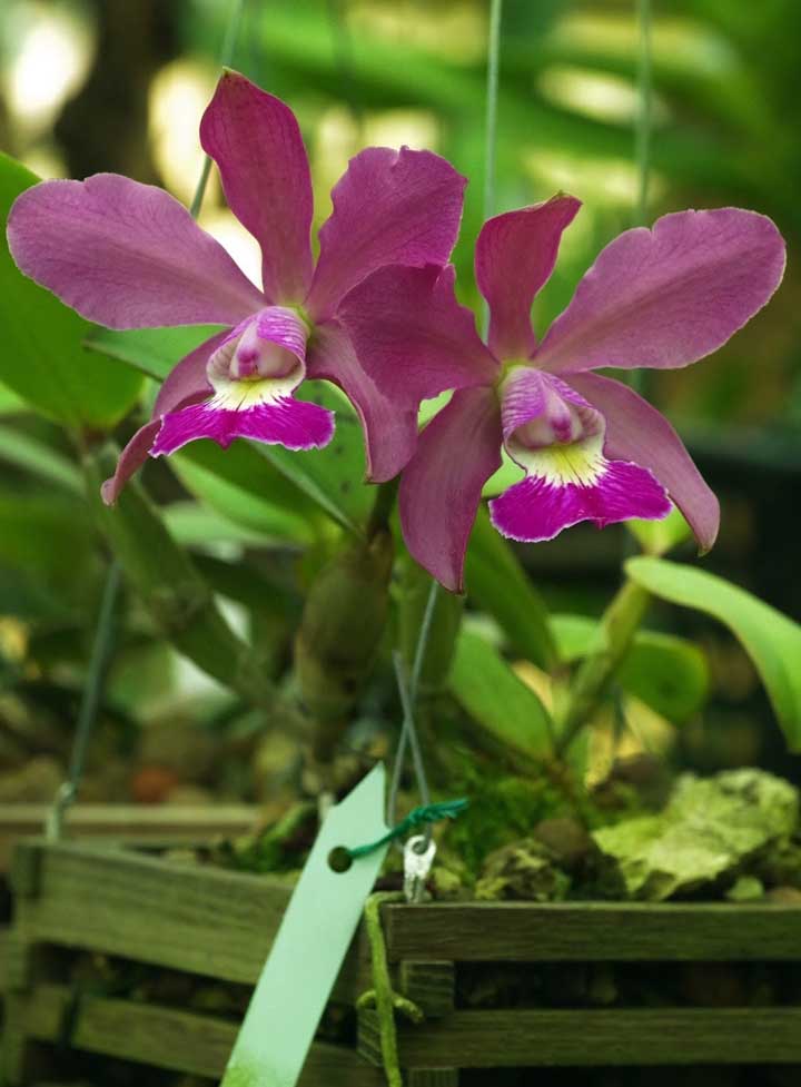 Orquídea Cattleya Walkeriana: essa espécie é considerada como uma das mais bonitas pelos orquidófilos. A Cattleya Walkeriana é nativa do Brasil e foi descoberta pelo inglês George Garder em 1839 nas margens do rio São Francisco