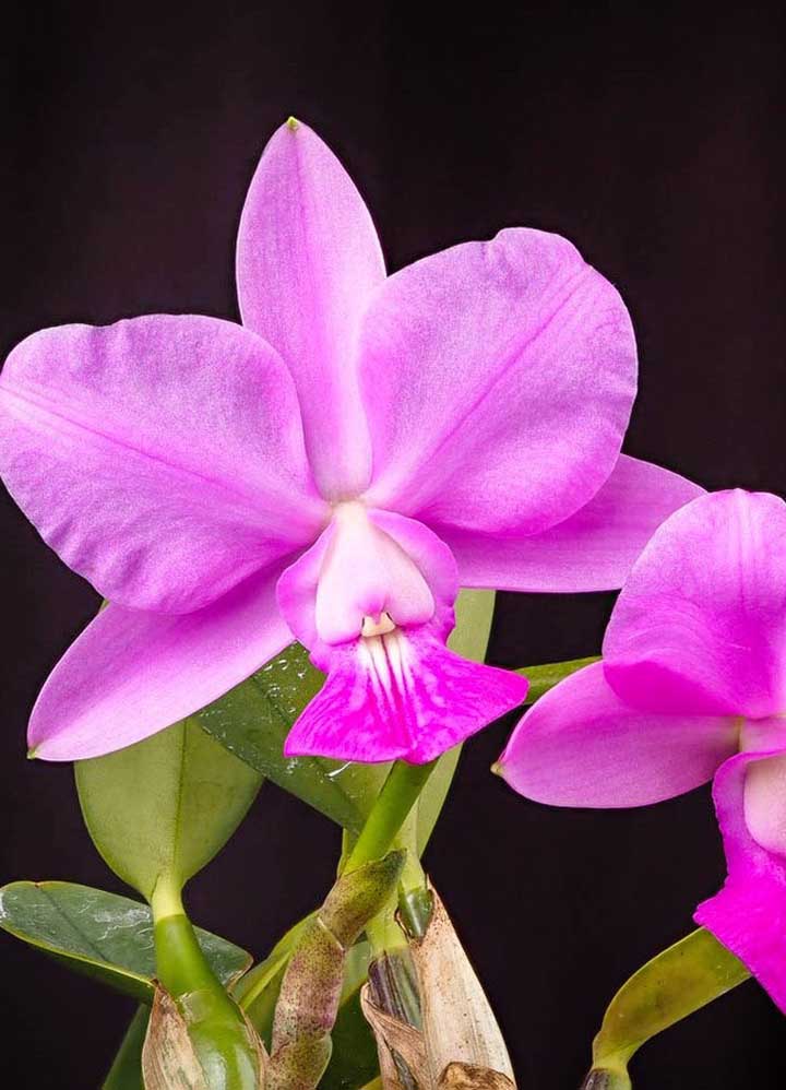 A orquídea Cattleya Walkeriana pode chegar a custar cerca de R$ 3 mil 