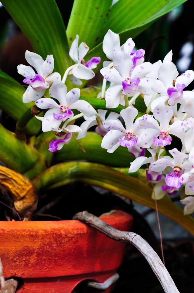 Tipos de Orquídeas: Conheça as Principais Espécies em Fotos