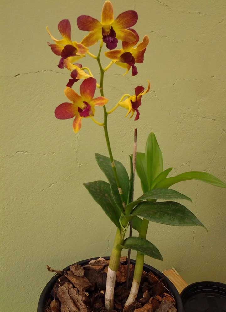 Orquídea Denphal: essa orquídea é uma entre as várias pertencentes ao gênero Dendobrium. A floração intensa e as cores apresentadas por essa orquídea são um de seus maiores destaques