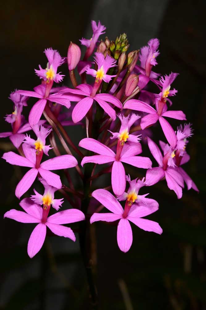 Orquídea Epidendrum Rosa: essa orquídea pertence a um dos gêneros mais importantes de orquídeas, o Epidendrum. Atualmente são cerca de 1427 espécies do tipo